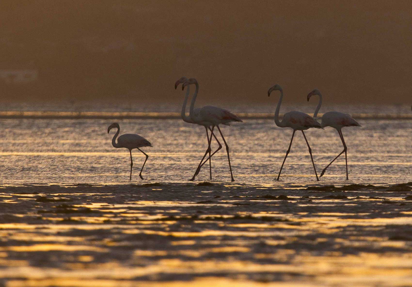 Venez découvrir les flamants roses en afrique du sud à cape town