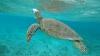 Apprenez et progressez en kitesurf en croisière aux grenadines 10