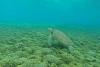 Tortue de mer aux îles grenadines dans les Antilles