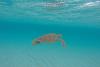 Tortue de mer aux îles grenadines dans le lagon, Antilles 
