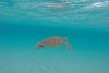 Tortue de mer aux îles grenadines dans le lagon, Antilles