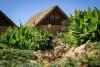 Fleur et bungalow hébergement West point à Dakhla au Maroc