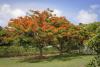 Arbre en fleur, à Saint Martin, sur les spots de Galion Beach et Orient Bay, à l'hôtel La Plénitude dans les Antilles