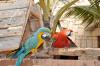 Perroquets au Cap vert à Boa vista sur l'hébergement à Orquidea