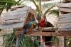 Perroquets de l'hébergement Orquidea à Boa vista au Cap vert 