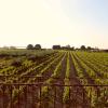 vue sur le vignoble depuis une chambre de la Villa Vajarassa à Lo Stagnone