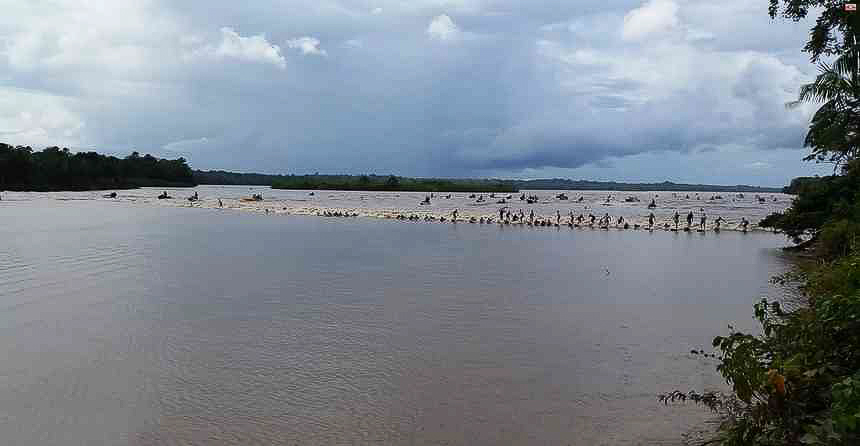 Surf sur Pororoca sur l'Amazone au Brésil plus gros mascaret du monde