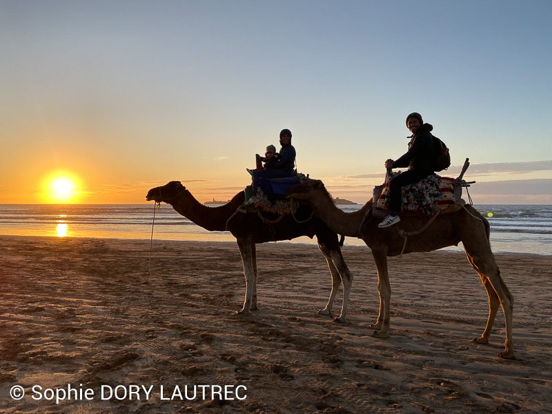 Coucher de soleil avec deux dromadaires sur le spot de kitesurf Essaouira au Maroc