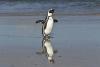 La découverte de la faune en afrique du sud à cape town