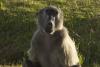 Partez à la découverte des animaux de l'afrique du sud à cape town