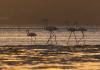 Venez découvrir les flamants roses en afrique du sud à cape town