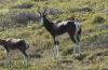 Partez à la découverte de la faune de l'afrique du sud à cape town