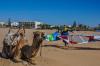 Kitez-sur-le-spot-de-Essaouira-9