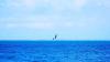 Jump en kitesurf sur le lagon du Morne à l'ile Maurice