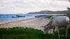 Vache avec des kitesurfeurs en navigation sur le spot de Anse Mourouk a Rodrigues