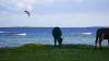 Vache devant le centre kitesurf Osmosis sur Anse Mourouk a Rodrigues