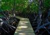 Ponts en bois dans la mangrove en Martinique dans les Antilles