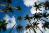 Cocotiers sur le spot du vauclin en Martinique dans les Antilles