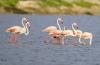 Partez découvrir la réserve ornithologique de Mannar au Sri Lanka 14